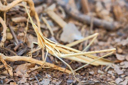 Grasshopper in natural sunlight Thailand .の写真素材