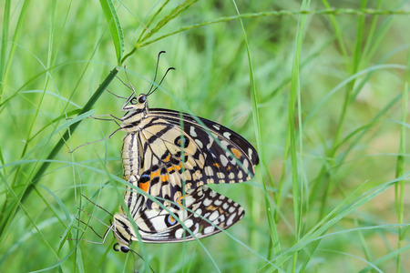 Butterflies mating in the mating season .の写真素材