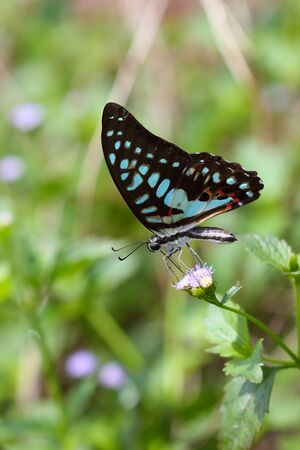 Beautiful butterfly perched on a flower in nature.の写真素材
