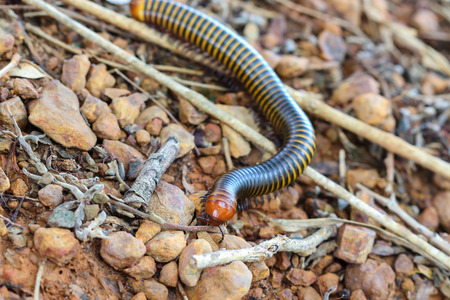 millipede in nature, asia Thailandの写真素材