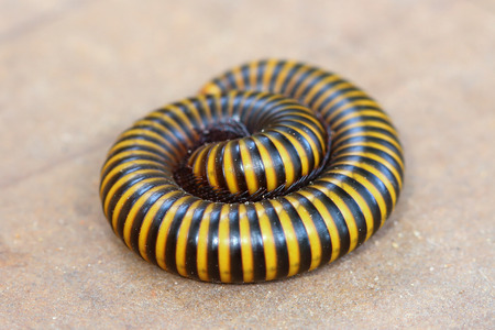 millipede in nature, asia Thailandの写真素材