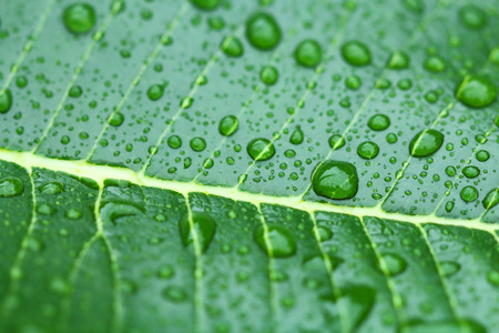 water drops on a leaf Plumeria or frangipani after the rain stopped falling.の写真素材