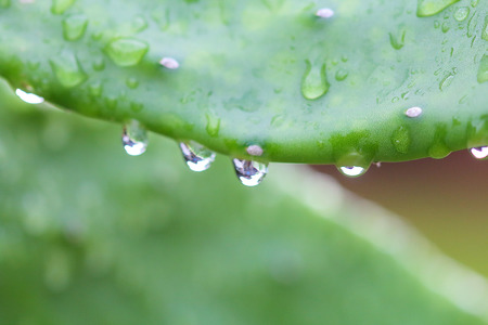 Cuctus,rabbit ears which has  drop of water after rain.の写真素材