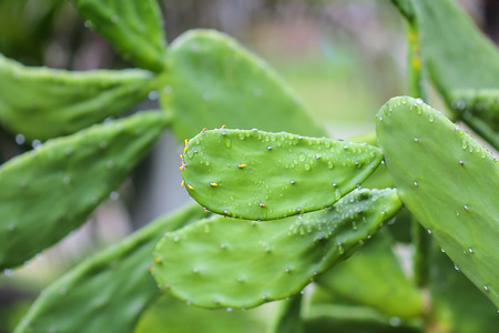 Cuctus,rabbit ears which has  drop of water after rain.の写真素材