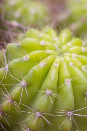 Beautiful cactus in a pot outdoors closeup .の写真素材