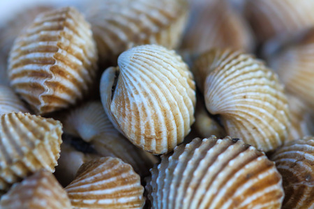 Boiled cockle seafood  in Thailand.の写真素材