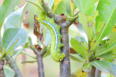 Caterpillars that eat leaves . Daphnis nerii.の写真素材
