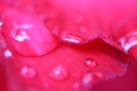 Drops of water on Azalea flowers.の写真素材