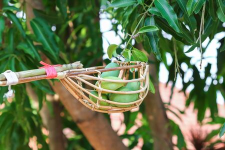 Mango harvest in the farm Thailand .の写真素材
