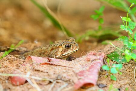 Toad hibernate. in asian tropical  Thailand.