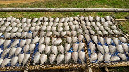 Fish drying in the sun