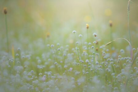Meadow soft and blurred beautiful background.の写真素材