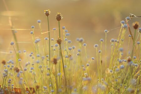 Meadow soft and blurred beautiful background in the morning light.の写真素材