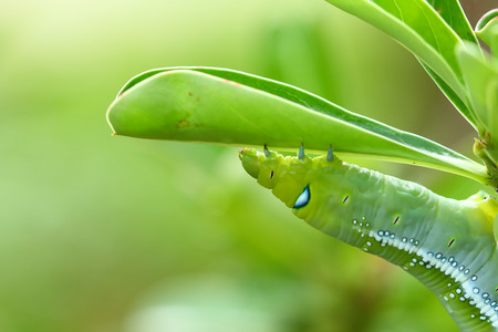 Butterfly caterpillar eat adenium leaves.の写真素材