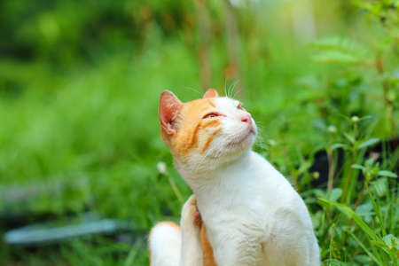 Little cat in the lawn.の写真素材
