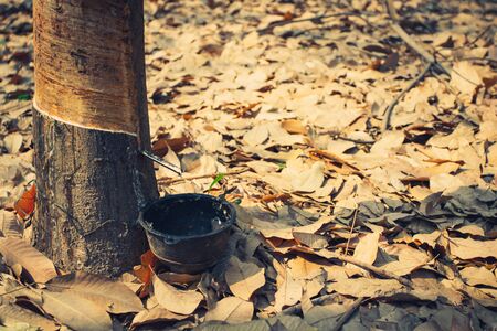 Rubber tree, rubber plantation Roi-et Thailand.の写真素材