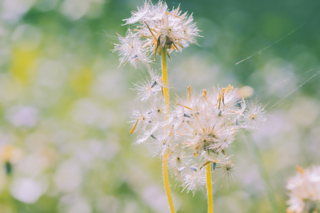 Beautiful white dandelion flowers with blur background.