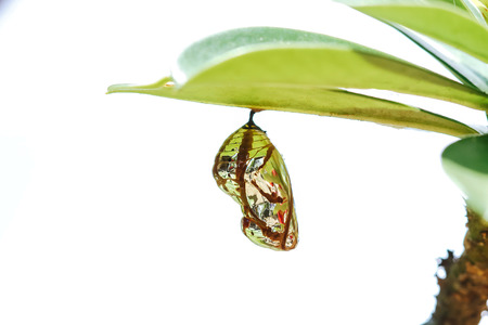 Chrysalis Butterfly hanging on a leaf .の写真素材
