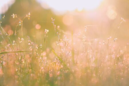 Beautiful meadow in the sunset. Vintage atmosphere.の写真素材