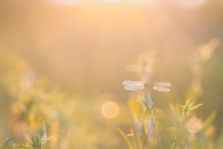 Beautiful meadow in the sunset. Vintage atmosphere.の写真素材
