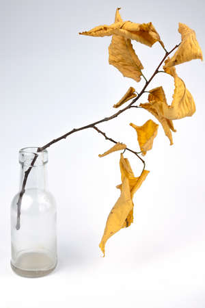 Autumn still life with yellow leaves and glass bottleの写真素材