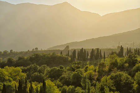 Mountain valley with green vineyards in sunlightの写真素材