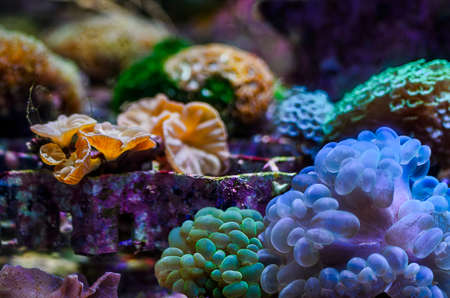 Scene of amazing colorful saltwater coral reef aquariumの写真素材