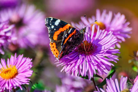 Vanessa atalanta butterfly among the purple astersの写真素材