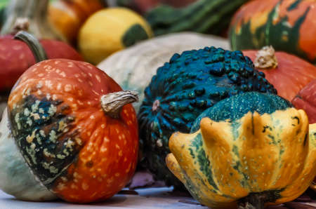 Several different colored pumpkins close up viewの写真素材