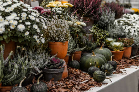 Harvest exhibition with pumpkins and flowers in the botanical gardenの写真素材