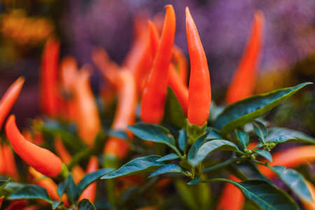 Close up of the growing orange pepper
