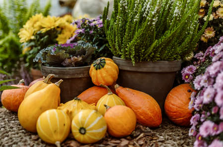 Autumn harvest exhibition with pumpkins and flowers