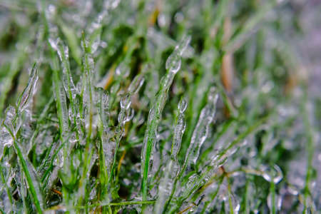 Ice crystals on the green grass after the freezing rain