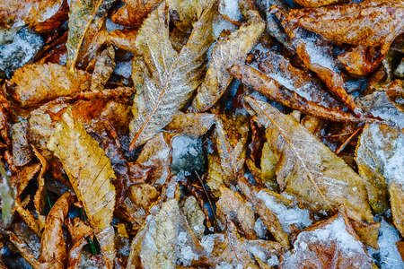 Natural background from the autumn leaves among the snowflakesの写真素材