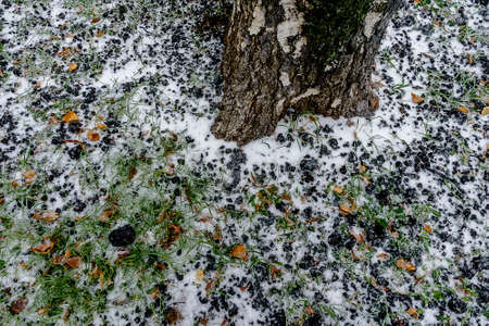 Natural background with birch trunk under the snowの写真素材