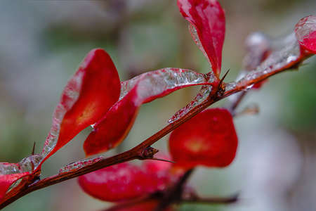 Red barberry encased in ice after freezing rainの写真素材