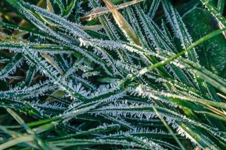 Rime on the green grass close-up viewの写真素材