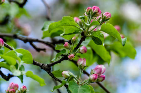 Close up of pink apple tree branch going to bloom