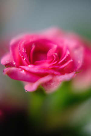 Beautiful pink rose with selective focus on foregroundの写真素材
