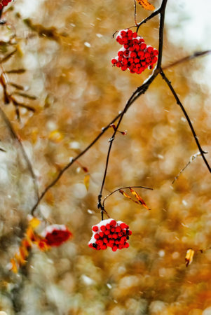 Red rowan berries on a branch in the snow. Autumn background