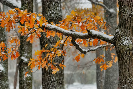 Autumn leaves on the branches of a tree in the snow.の写真素材