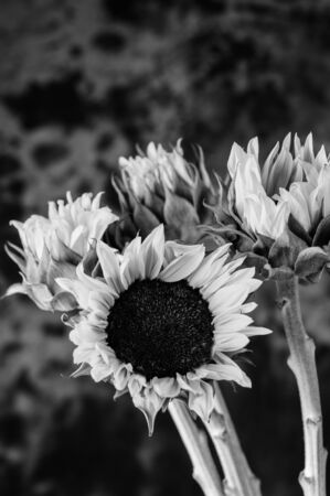 Still life of cut flowersの写真素材