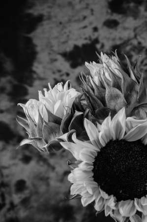 Still life of thhree flowersの写真素材