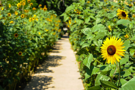 Sunflowers along sidewalkの写真素材