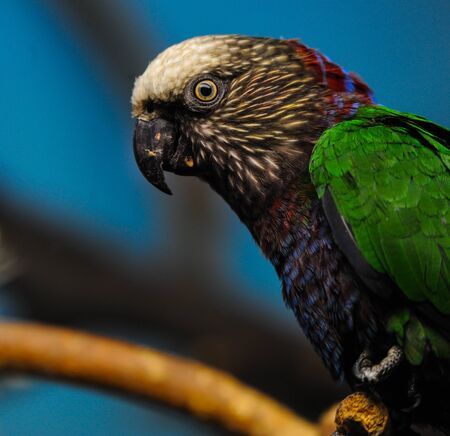 Hawk Headed Parrotの写真素材