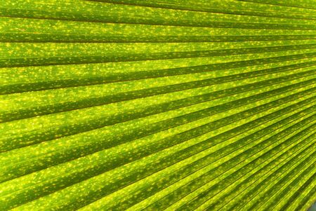 Single Palm Frond as a Background or Wallpaperの写真素材