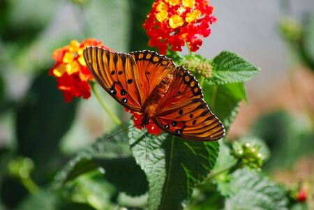 monarch on bushの写真素材