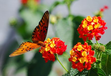 monarch enjoying flowersの写真素材