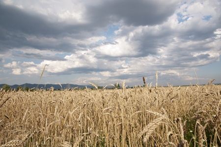 Wheat fieldの写真素材