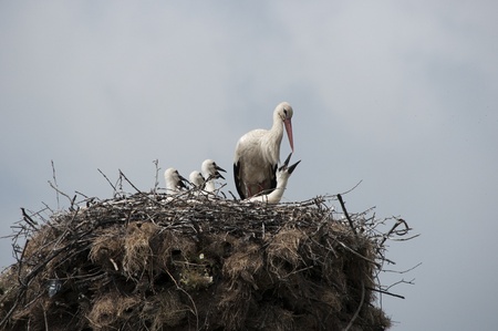 Stork's Nest